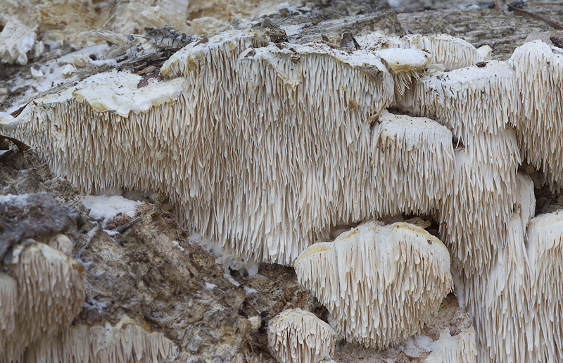 Spongipellis pachyodon